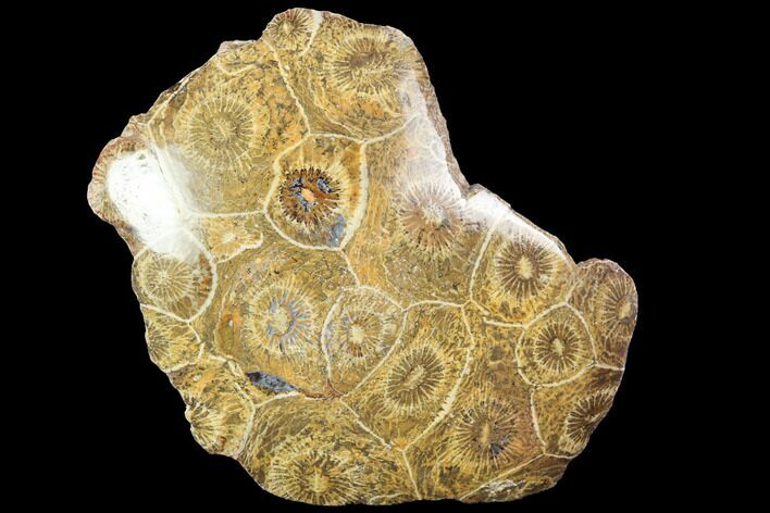 Polished Fossil Coral (Actinocyathus) - Morocco #100651